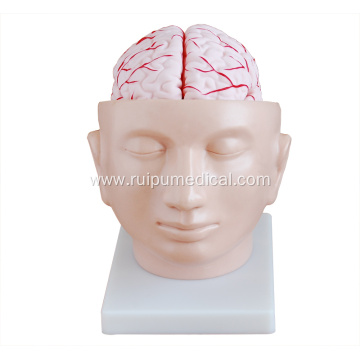 Brain Model with Arteries on Head